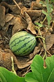 If you live in a warmer climate, you can sow seeds directly in the ground once all danger of frost has passed. Watermelon Wikipedia