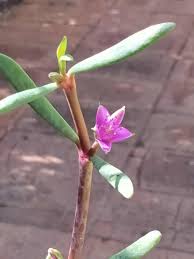 Image result for Sesuvium portulacastrum