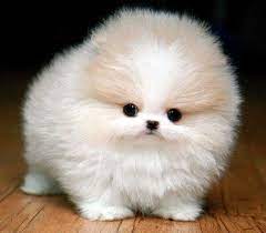 Teacup Pomeranian Husky Fluffy Dogs Dog Breeds That Dont Shed Cute Pomeranian