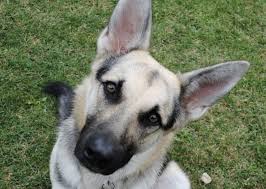 56 lbs at 5 months old silver sable wolf mask female out of hailock and roma. 10 Brilliant German Shepherd Colors Coats Markings