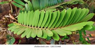 Image result for Cyathula natalensis