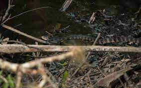 Southern Water Snake State Parks Myakka River State Park Park