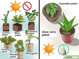 Direct sunlight can cause an otherwise happy wasabi plant to wither and droop. 3 Ways To Fix Common Indoor Herb Garden Problems Wikihow
