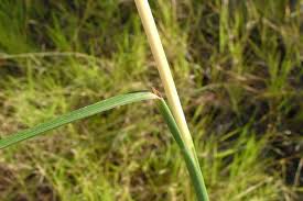 Image result for Hyparrhenia rufa