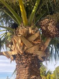 Image result for Sabal domingensis