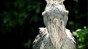 Shoebill: The human-sized African bird that eats baby crocodiles and kills  its siblings | Live Science