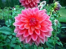 Sissaroo Plants Dahlia Garden
