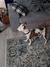 If the pet is not already altered the adopter must leave a refu. Pets For Adoption At Stark County Sheriff Office Dog Warden Division In Canton Oh Petfinder