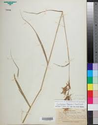 Image result for Cymbopogon pospischilii