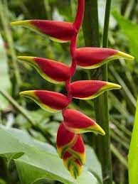 Heliconia Flower Kula Eco Park Coral Coast Viti Levu Fiji South Pacific Photographic Print David Wall Art Com Heliconia Flower Flowers Photography Heliconia