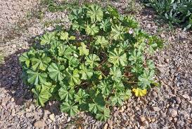 Image result for Malvaceae: Byttnerioideae, Helicteroideae