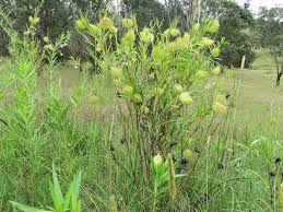 Image result for Gomphocarpus fruticosus