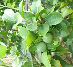 Image result for Strychnos henningsii