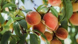 Image result for Prunus persica