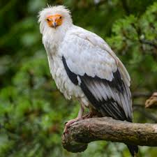 The egyptian vulture (neophron percnopterus) is the smallest of the four species of european vulture (the griffon vulture, bearded vulture and black vulture are the other three). Egyptian Vulture Facts Diet Habitat Pictures On Animalia Bio