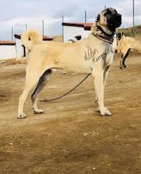 ÙØ§Ù ÙÙØ³ÙÙÙ Ø§ÙØ±ØµÙÙ Kangal Tasmasi Ve Kayisi Cartersguesthouses Com