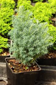 Image result for Vepris sansibarensis