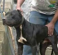 Nice Pitbull Terrier Pit Dog Dog Games