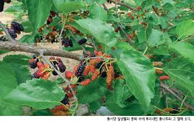 그래야 잘린 곳에서 다시 새순이. ì •ì±…ì£¼ê°„ì§€ ê³µê°