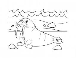 Free Printable Walrus Coloring Pages For Kids Coloring Pages Toddler Coloring Book Animal Coloring Pages
