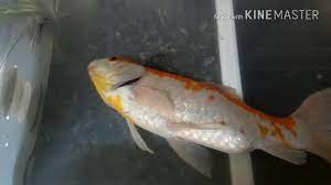 Goldfish Swim Bladder Disease Pro Longing Her Life Youtube