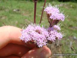 Image result for Stomatanthes