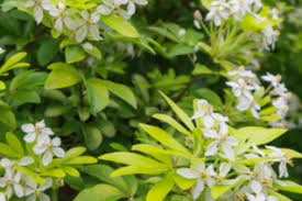 Image result for Rutaceae