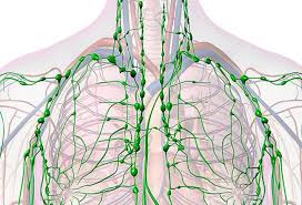 Image result for Lymphatic Anatomy
