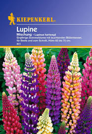 Lupinen sind nicht nur wunderschön. Kiepenkerl Lupinen Mischung 1 Packung Bloomling Deutschland