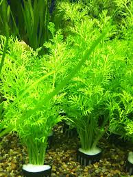 ベトナム スプライト アメリカンスプライト ベトナム Ceratopteris Thalictroides アクアフィールド 熱帯魚 水草の通信販売 商品詳細