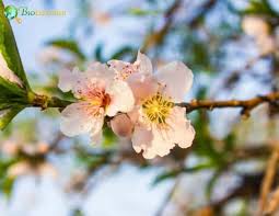 Image result for Metteniusaceae