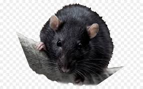 Hamster Background The pnghost database contains over 22 million free to download transparent png images. subpng