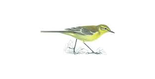 Males are brighter than females. Yellow Wagtail Bird Facts Motacilla Flava The Rspb