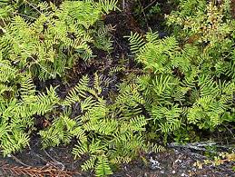 Image result for Gleicheniaceae