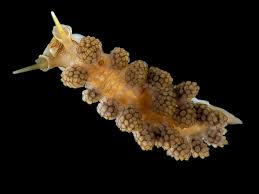 Image result for Daknopholis