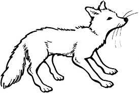 Arctic Fox Coloring Page Jpg 700 472 Fox Coloring Page Animal Templates Animal Coloring Pages