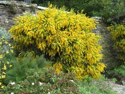 Image result for Genista