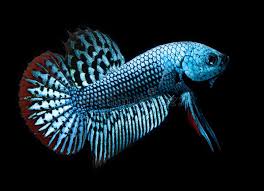 Our premium alien betta dad is hulk. 1 636 Betta Wild Photos Free Royalty Free Stock Photos From Dreamstime