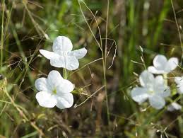 Image result for Excoecaria bussei