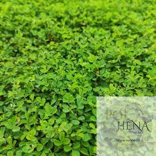 Image result for Grona triflora