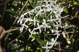 Image result for Pavetta sp. I