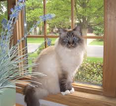Pin By Corne Muller On Kitty Cats Birman Cat Birman Kittens Cats