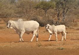 We believe in the power of red brahman genetics, and are proud producers of red brahman seedstock and f1 replacement females for commercial cattlemen. Brahman Cattle In Namibia The Brahman Cattle Breed The Namibian The Fenechs Have Been Committed To The Australian Brahman Beef Industry For Over Three Brahman Cattle In Hungerford And Boling