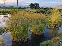 Image result for Cyperus longicarpus