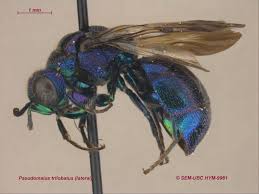 Image result for Pseudopod Ospermum