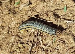 Stockaxis' outlook for july 2018. Wisconsin S Top 10 Insect Trends Of 2018 Wiscontext