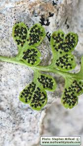 Image result for Anogramma leptophylla