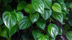 Khasiat daun sirih cina berikut ini beberapa tips sirih cina dan informasinya, yang membahas mengenai khasiat daun tersebut dengan berbagai kumpulan tips artikel lain, yang berhubungan dengan sirih cina khasiat daun tersebut, dengan mudah dapat kita temukan pada umumnya sebagai. Daun Sirih Ternyata Bisa Taklukkan Asam Lambung Begini Caranya