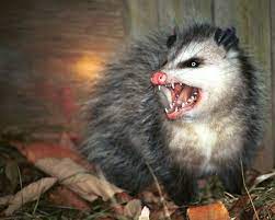 Winner will be announced in future video. Possums Compared To Opossums What S The Difference