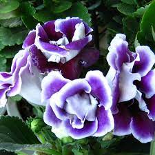 Gloxinia Flower Perennial Flowering Plants Balcony Flowers Flowers